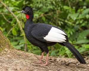 Pava aliblanca peruana