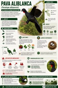 infografia de una Pava aliblanca peruana