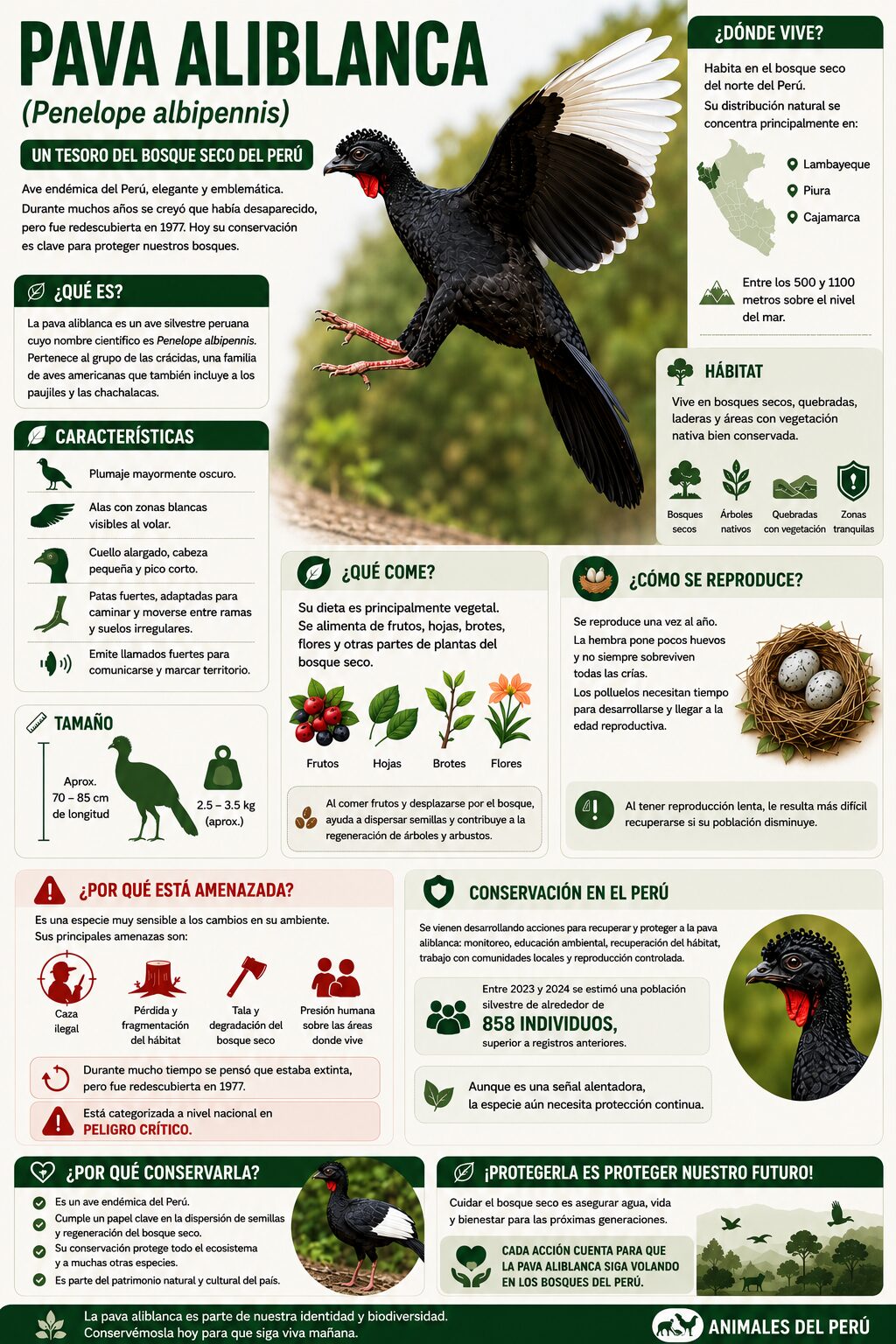 infografia de una Pava aliblanca peruana