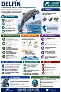 infografia del delfin