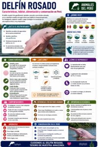 infografia del delfin rosado