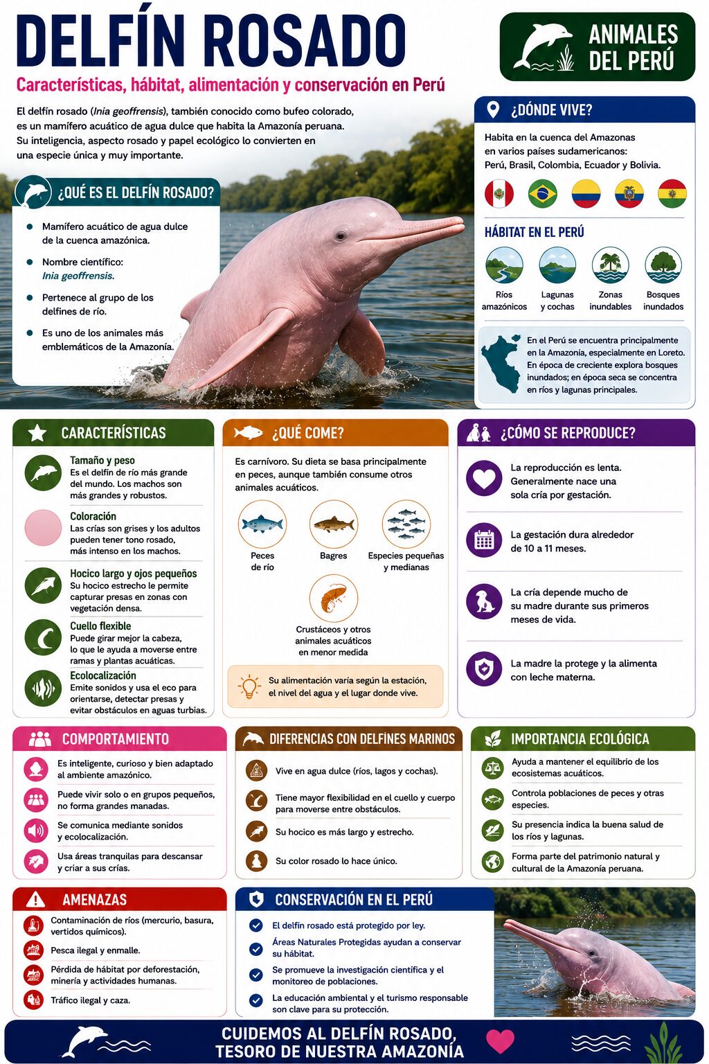 infografia del delfin rosado