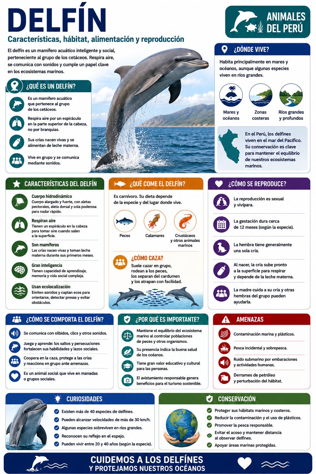 infografia del delfin