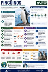 infografia del pinguino