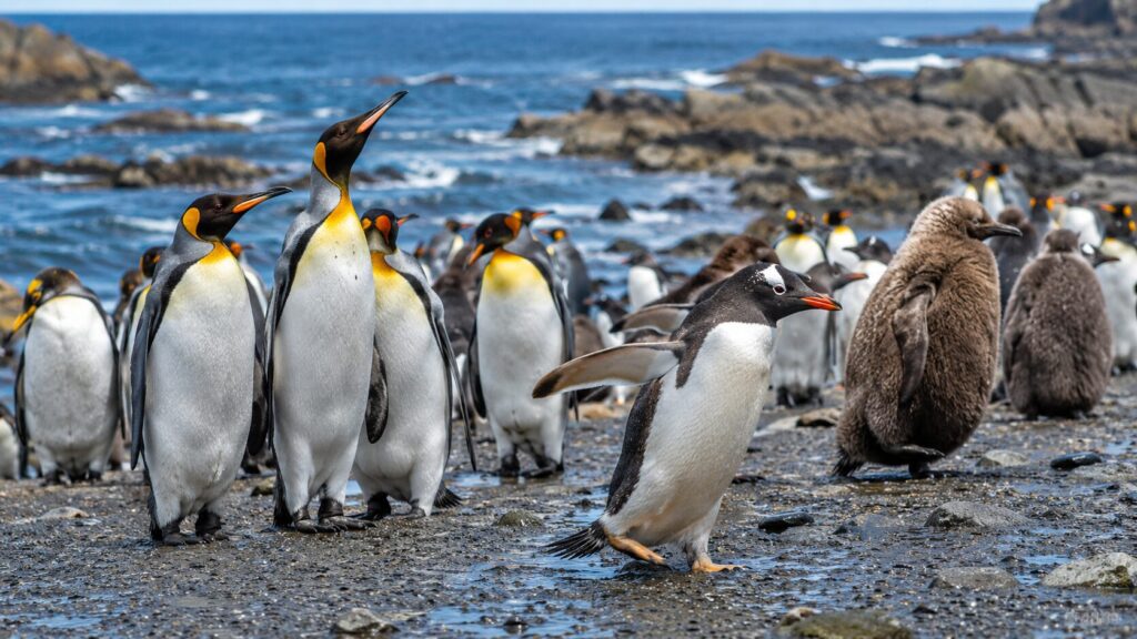 pinguinos-manada