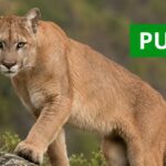 puma
