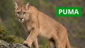 puma