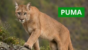 PUMA