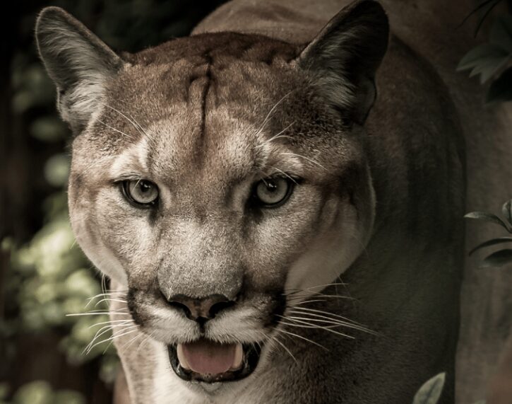 puma